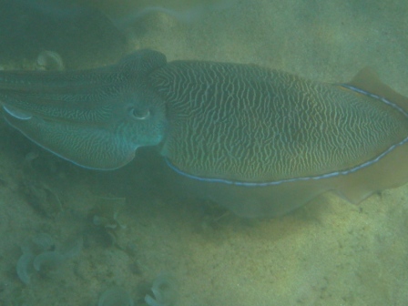 каракатица каракатица