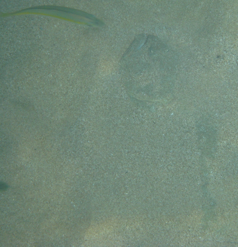 камбала камбала