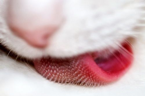 cats