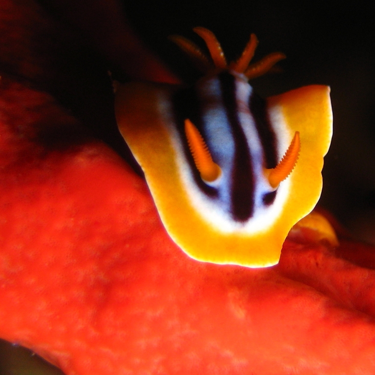 Голожаберник. Голожаберник.