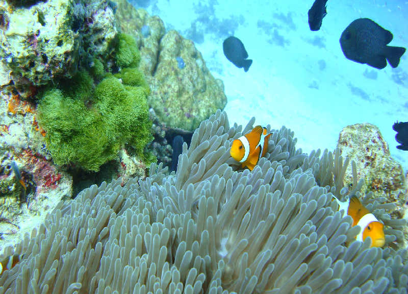 Таиланд декабрь 2010 Таиланд декабрь 2010