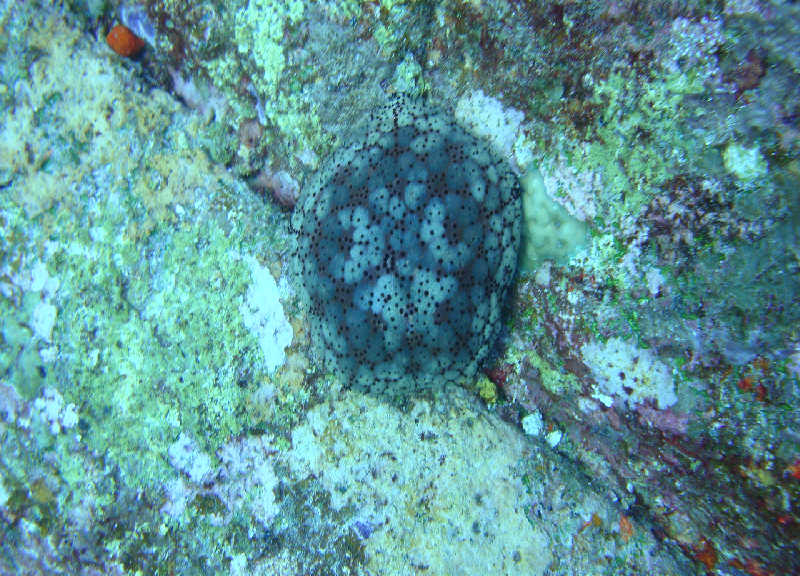 Таиланд декабрь 2010 Таиланд декабрь 2010