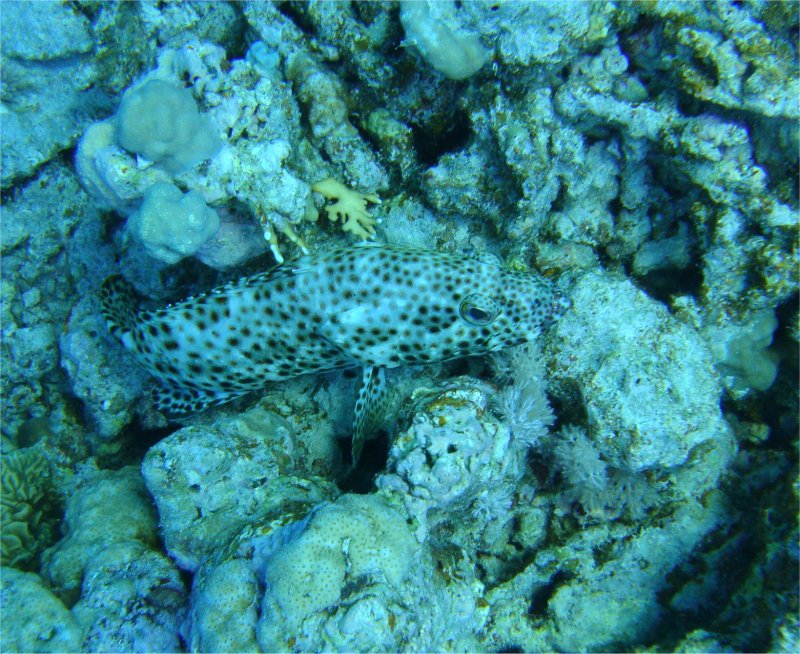 Групер-таувина Групер-таувина