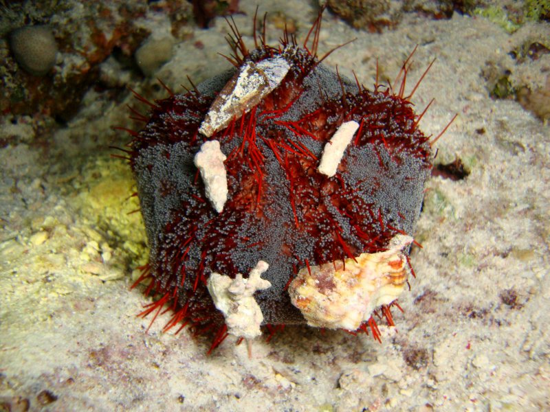 Ядовитый морской ёж Трипнеустес