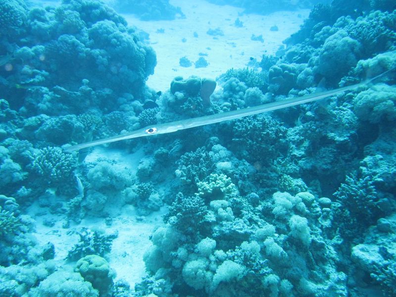 НГ 2011