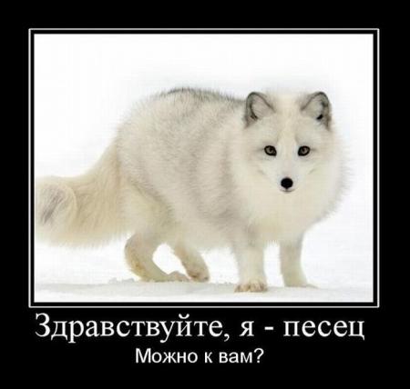 песец