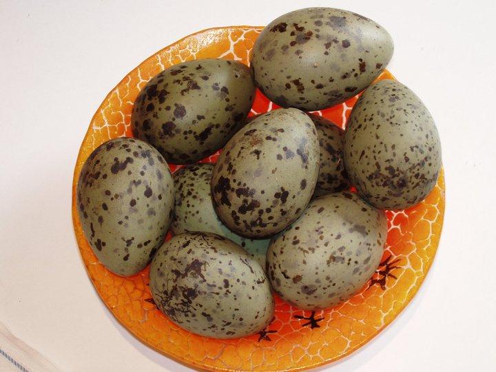 Egg
