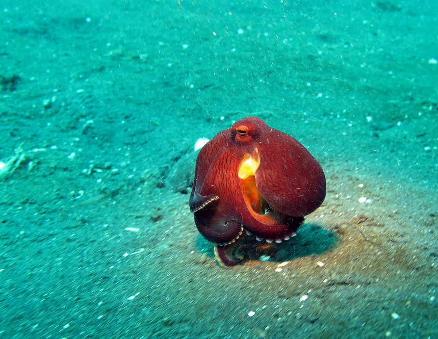 Осьминог "Сoconut octopus"