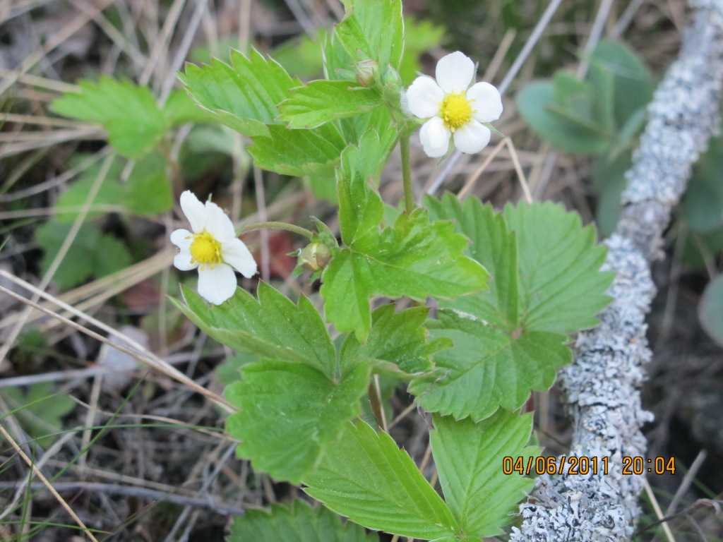 Земляничка Земляничка
