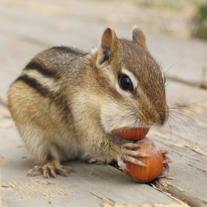 nuts