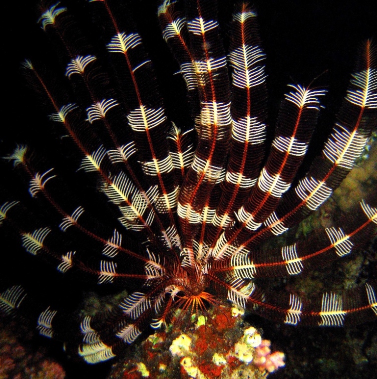 Морская лилия. Морская лилия.