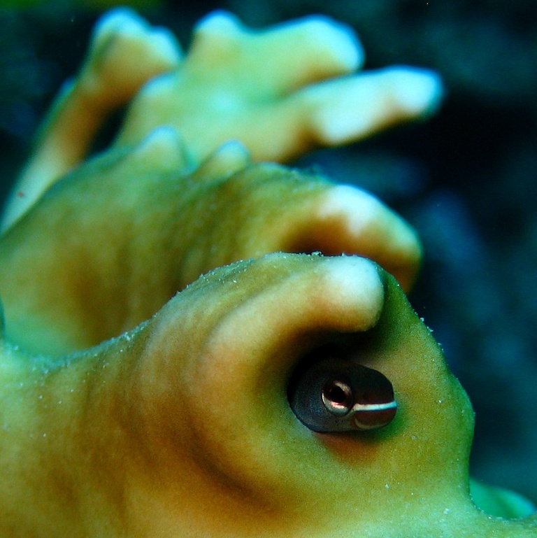 Рыба-собачка. Рыба-собачка.