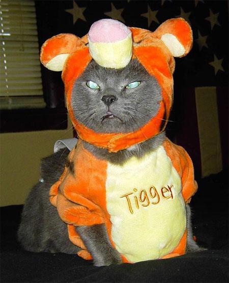 tiger