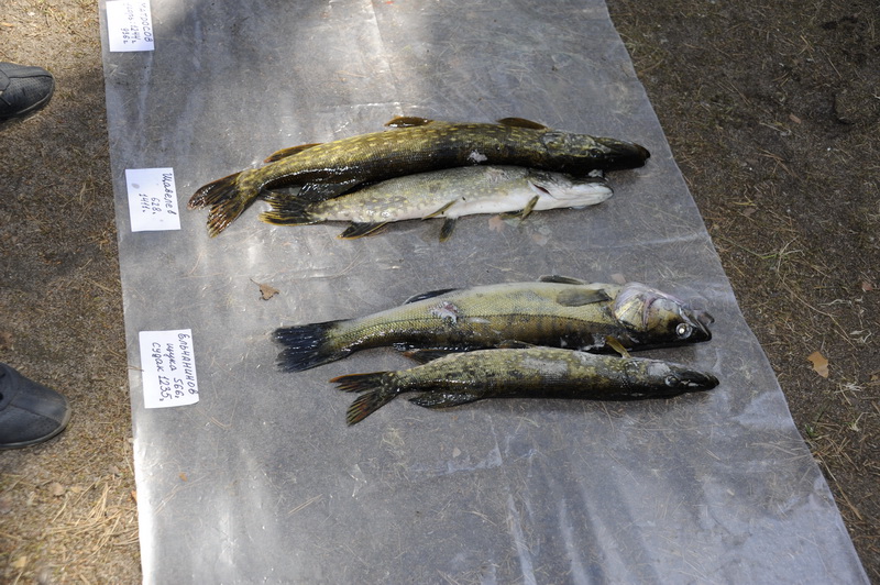 Охота Копанское 2011 Охота Копанское 2011