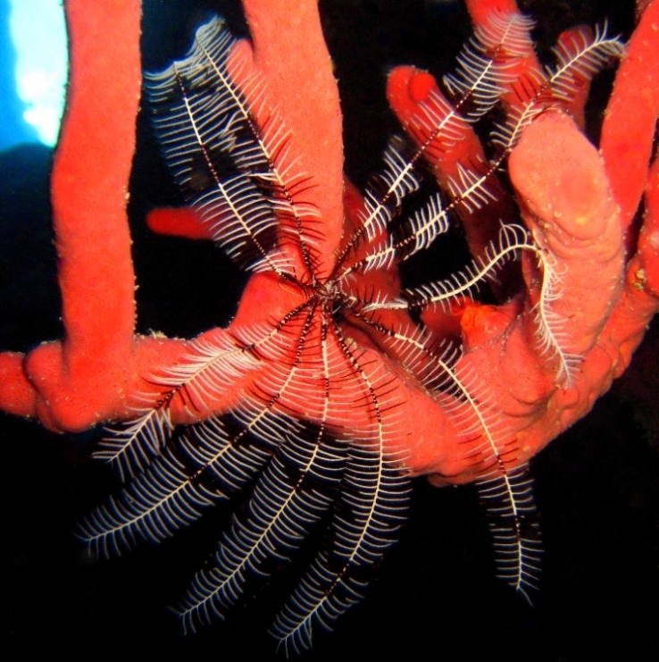 Десятилучевая лилия. Десятилучевая лилия.