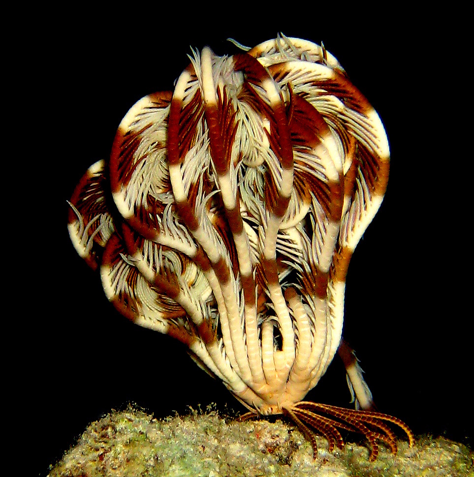 Морская лилия. Морская лилия.