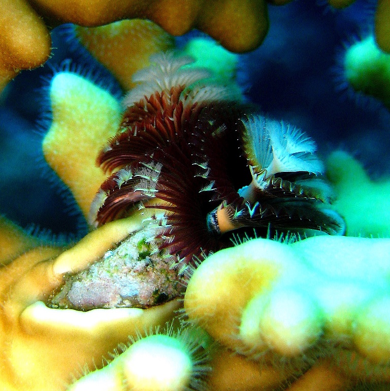Морской трубчатый червь.