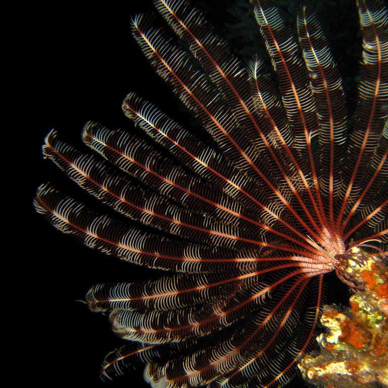 Морская лилия. Морская лилия.