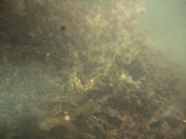 молога молога