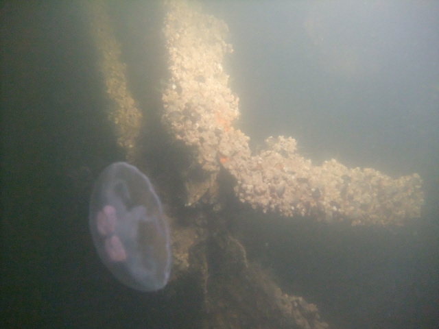 молога молога