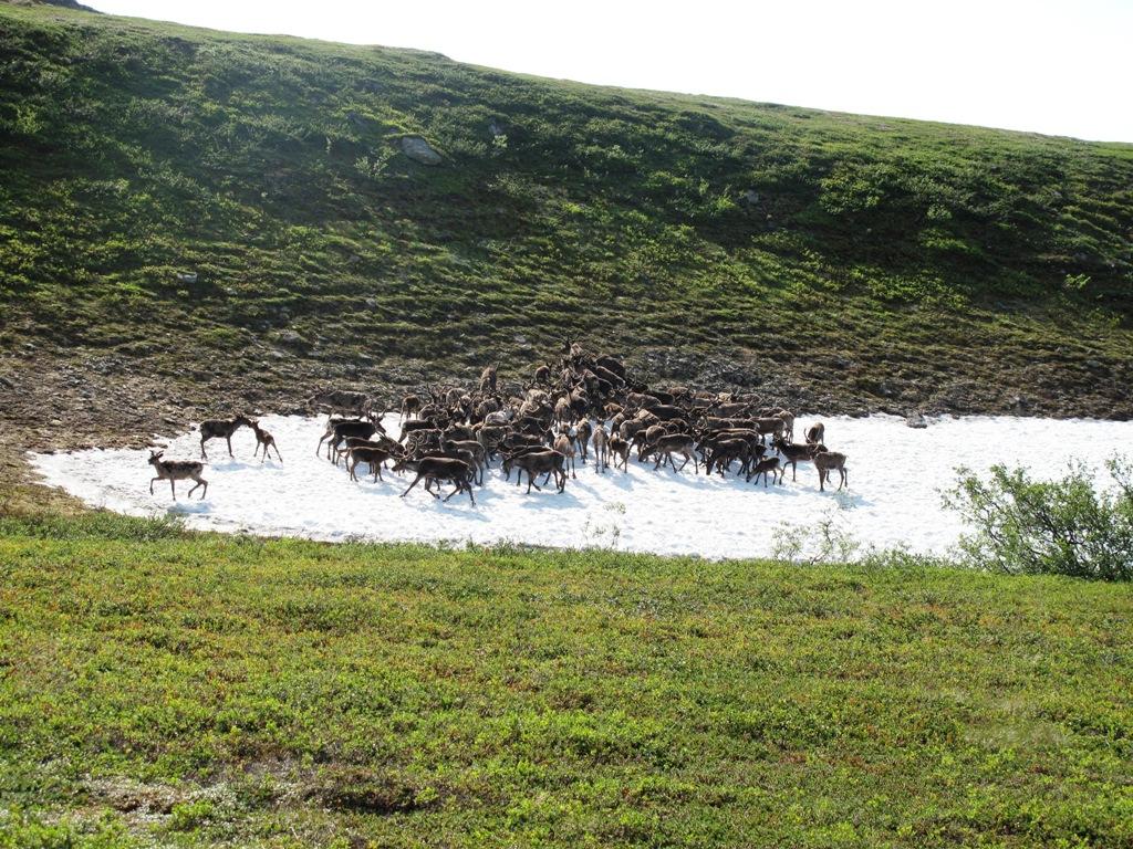 snegolen4552.jpg snegolen4552.jpg