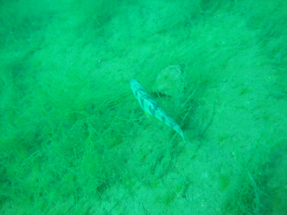 тайвассало тайвассало