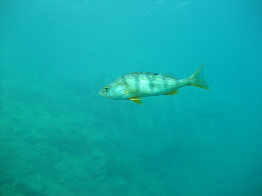 тайвассало тайвассало