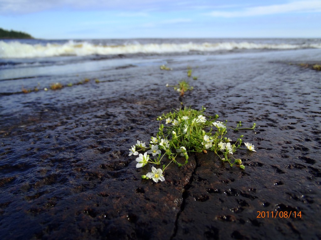 Ладога 2011. Морской Охотник.