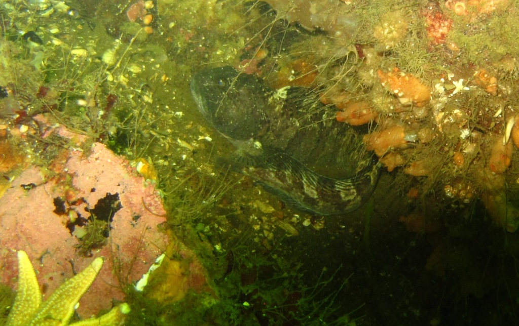 ваапрол ваапрол