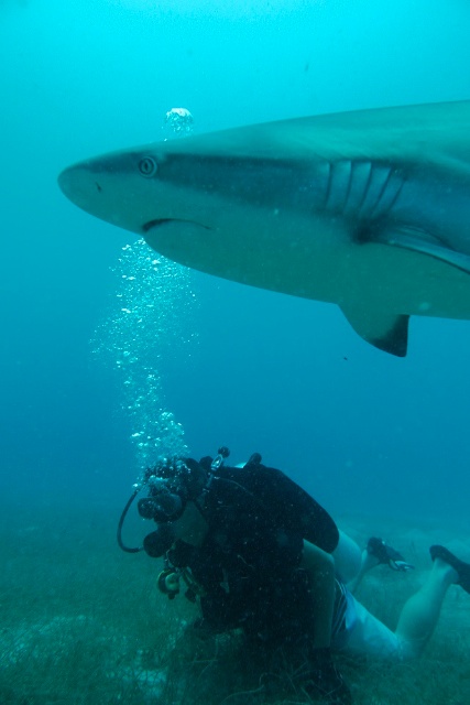 sCuba Diving с Дм.Холоденко!