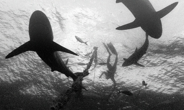 sCuba Diving с Дм.Холоденко!