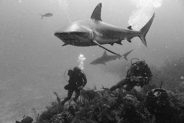 sCuba Diving с Дм.Холоденко!