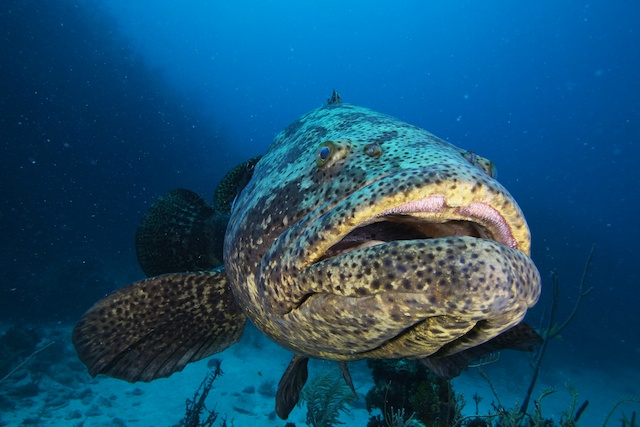 sCuba Diving с Дм.Холоденко!