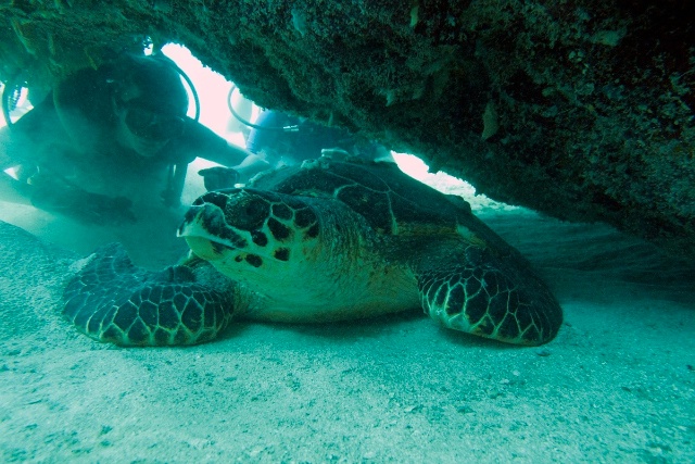 sCuba Diving с Дм.Холоденко!