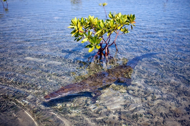 sCuba Diving с Дм.Холоденко! sCuba Diving с Дм.Холоденко!