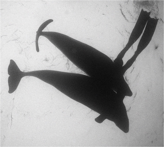 Белое. Полярный круг Белое. Полярный круг