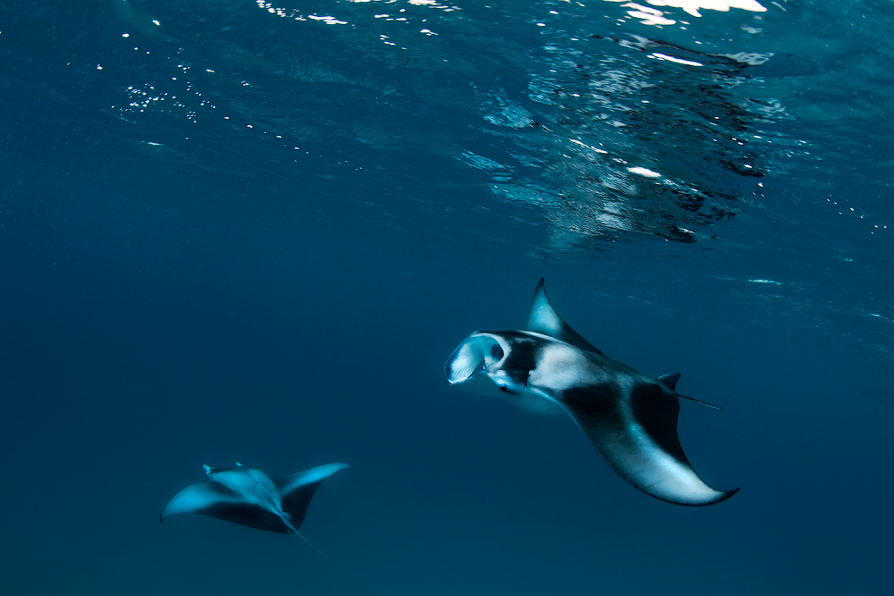 Мальдивы, Carpe Vita, ноябрь 2011 Мальдивы, Carpe Vita, ноябрь 2011