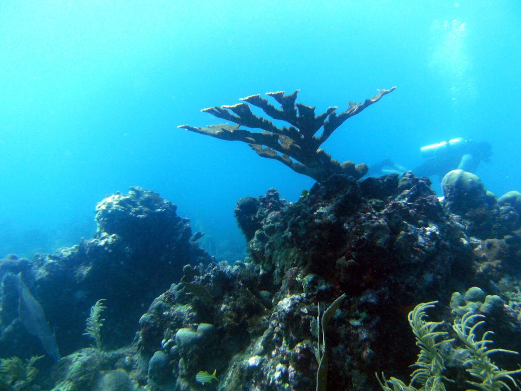 День Мирового Океана в Бока Чике. Доминикана День Мирового Океана в Бока Чике. Доминикана