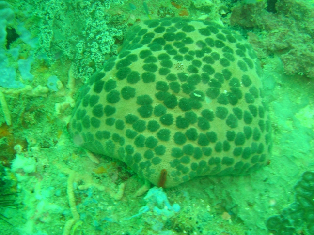 звезда звезда