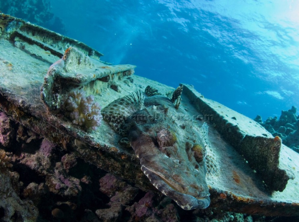 Крррокодил Крррокодил