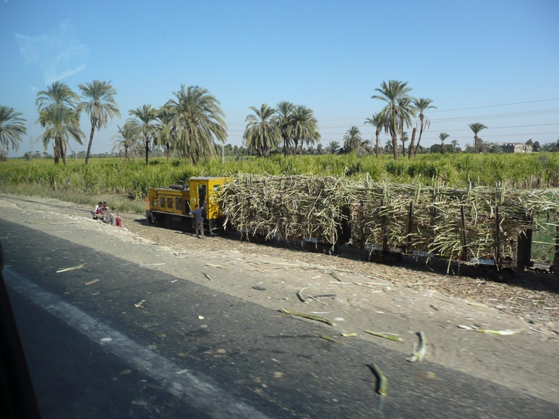 сахар тростник 1 сахар тростник 1