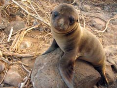 Галапагосы 2012 Галапагосы 2012