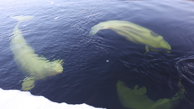 Белое. д-ц "Полярный круг" Белое. д-ц "Полярный круг"