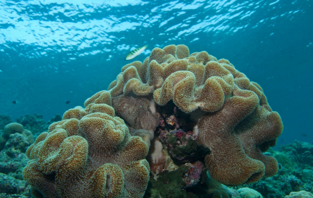 Мальдивы 2012 Мальдивы 2012