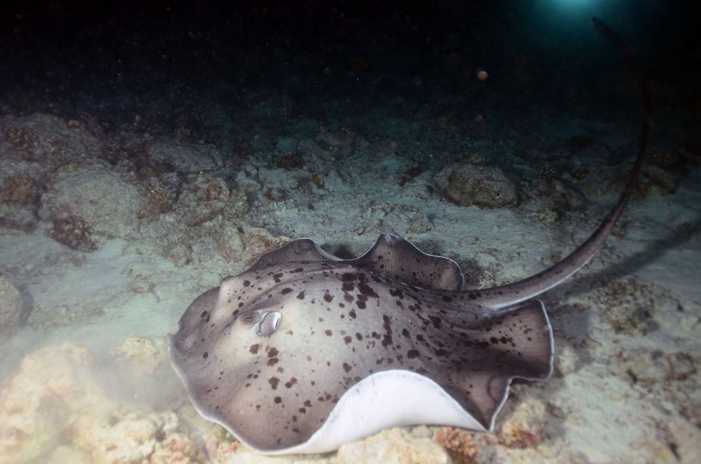 Мальдивы 2012 Мальдивы 2012