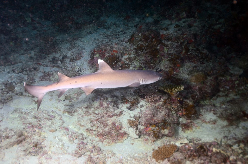 Мальдивы 2012 Мальдивы 2012