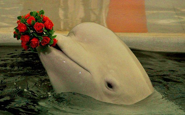 Цветы