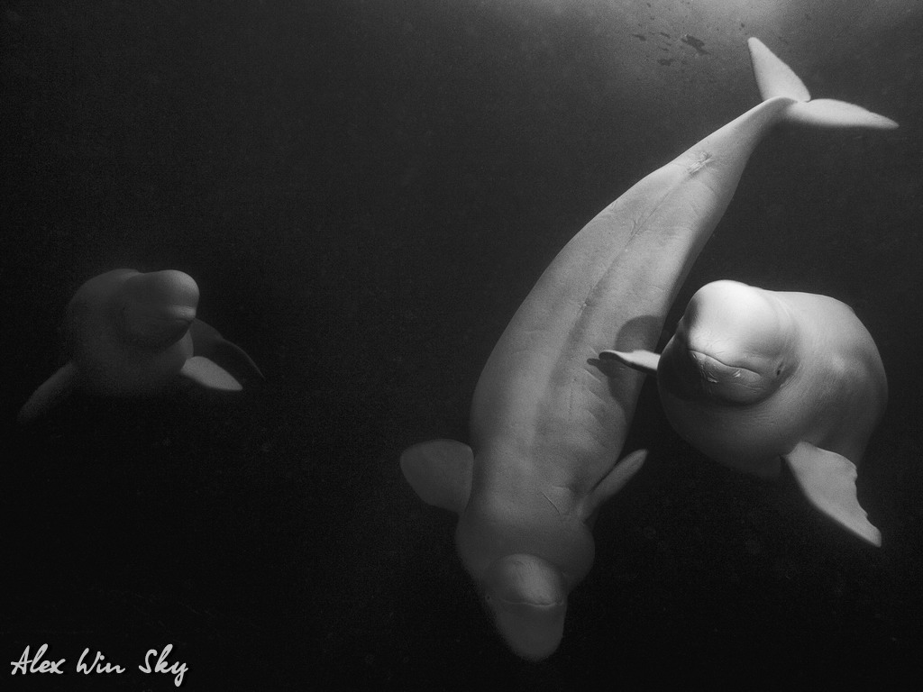 три другана три другана