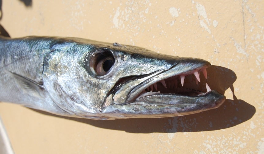 Баракуда Баракуда