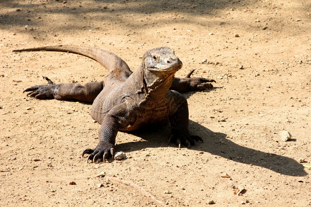 Комодо 2011 Комодо 2011